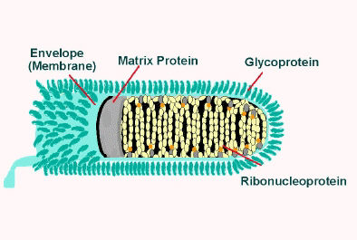 Rabies virus survival | Worms & Germs Blog tobacco damage diagram 